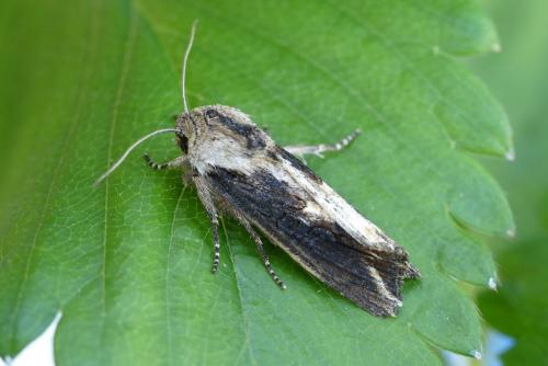 Egira conspicillaris